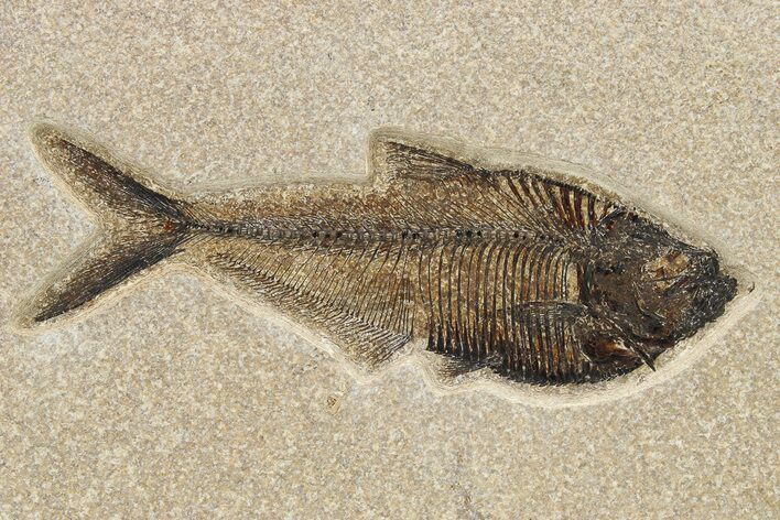 Beautiful Fossil Fish (Diplomystus) - Wyoming #275170